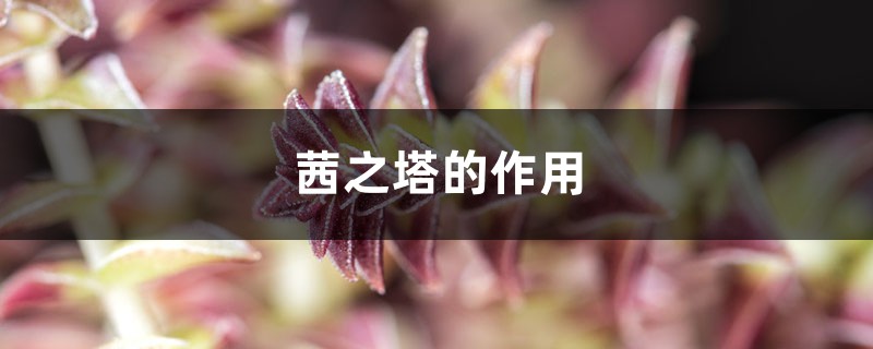 茜之塔的作用 茜之塔的作用