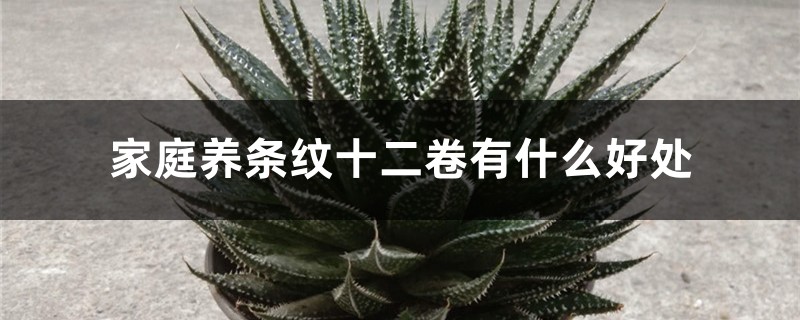 家庭养条纹十二卷有什么好处 家庭养条纹十二卷有什么好处