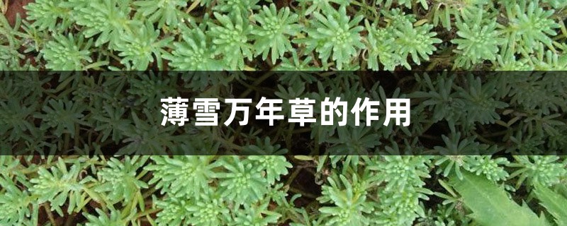 薄雪万年草的作用 薄雪万年草的作用