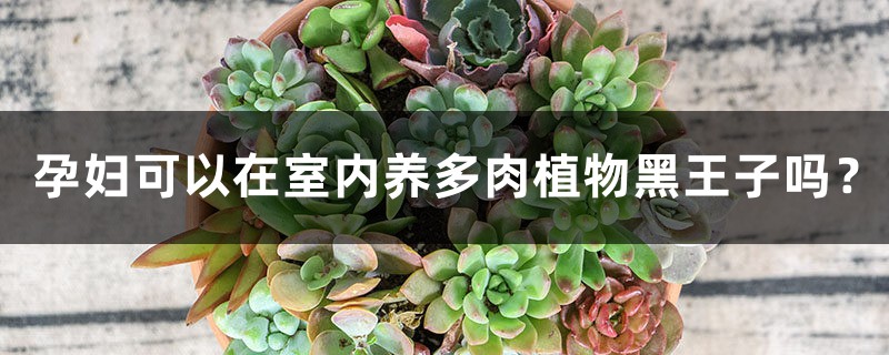 孕妇可以在室内养多肉植物黑王子吗? 孕妇可以在室内养多肉植物黑王子吗?