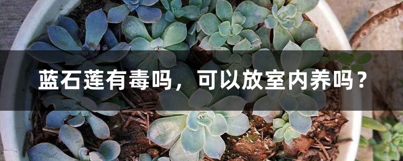 蓝石莲有毒吗,可以放室内养吗? 蓝石莲有毒吗,可以放室内养吗?