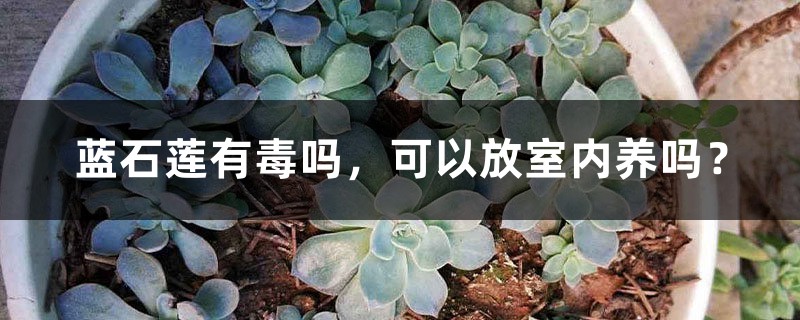 蓝石莲有毒吗，可以放室内养吗？