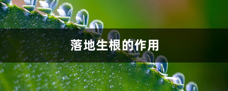 落地生根的作用 落地生根的作用