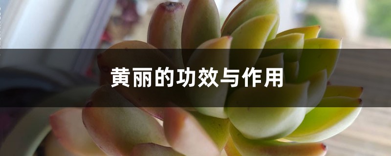 黄丽的功效与作用