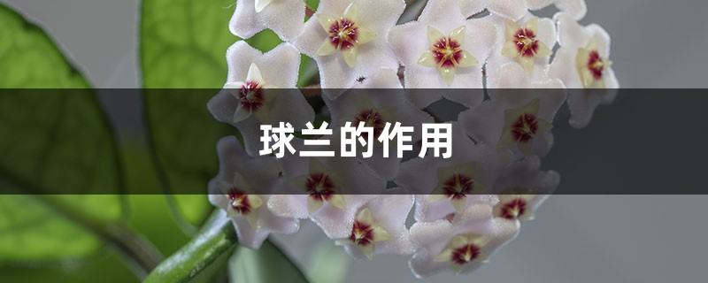球兰的作用 球兰的作用