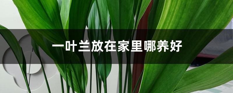 一叶兰放在家里哪养好 一叶兰放在家里哪养好