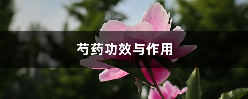 芍药功效与作用 芍药功效与作用