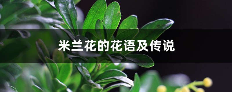 米兰花的花语及传说 米兰花的花语及传说