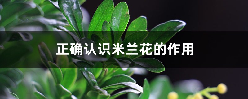 正确认识米兰花的作用 正确认识米兰花的作用
