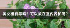 美女樱有毒吗？可以放在室内养护吗？