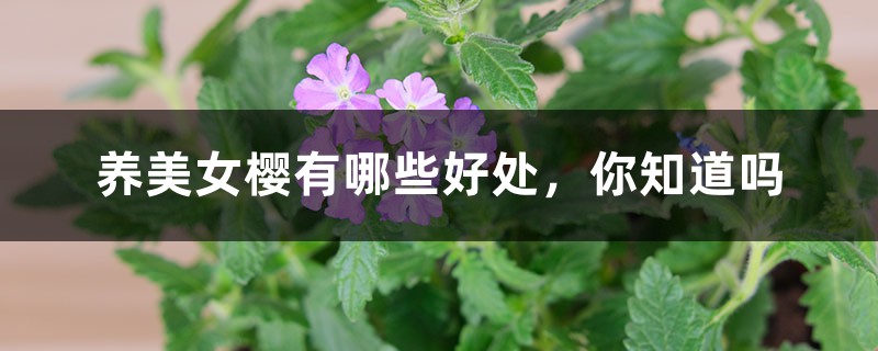 养美女樱有哪些好处,你知道吗 养美女樱有哪些好处,你知道吗