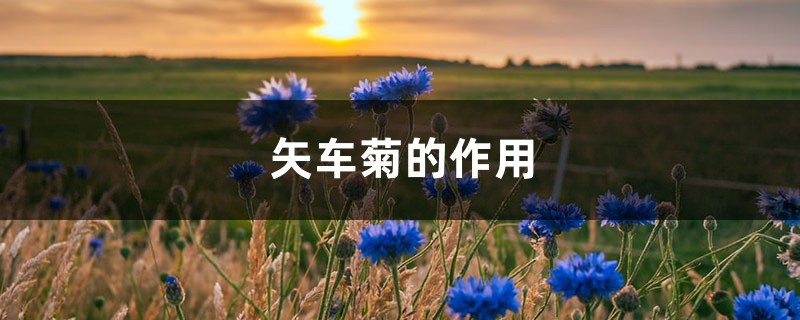 矢车菊的作用 矢车菊的作用