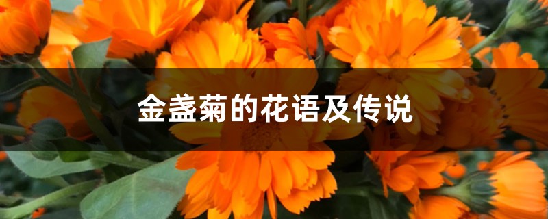 金盏菊的花语及传说 金盏菊的花语及传说
