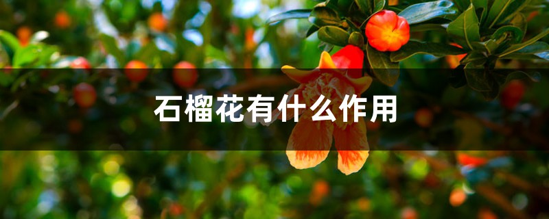 石榴花有什么作用 石榴花有什么作用
