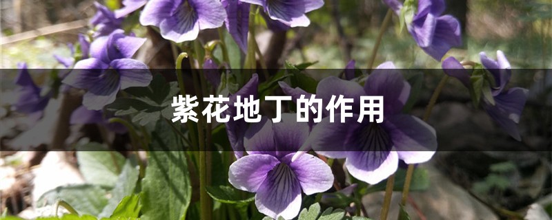 紫花地丁的作用 紫花地丁的作用