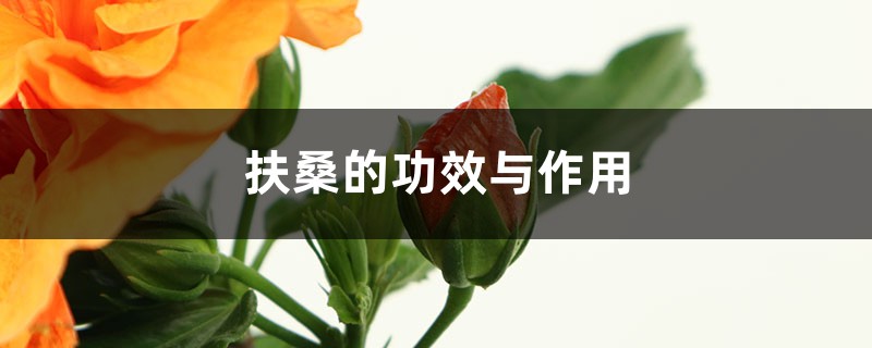 扶桑的功效与作用 扶桑的功效与作用