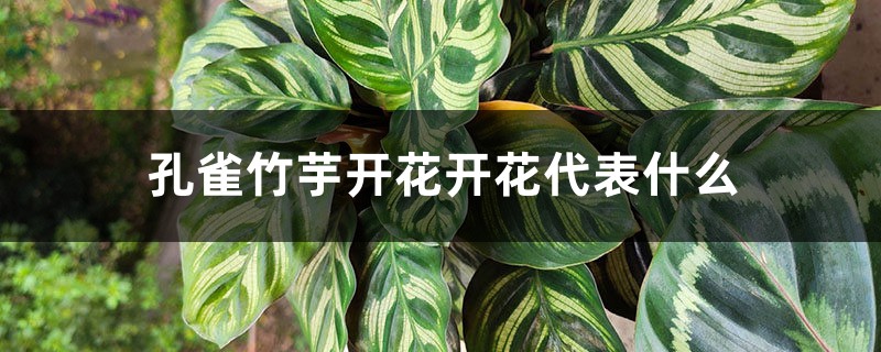 孔雀竹芋开花开花代表什么 孔雀竹芋开花开花代表什么