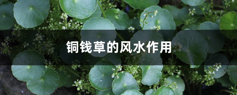 铜钱草的风水作用 铜钱草的风水作用