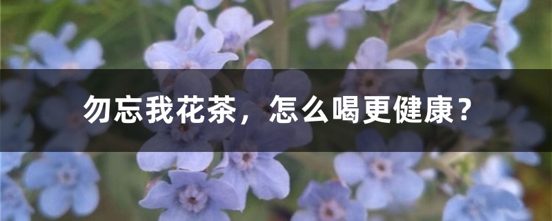 勿忘我花茶,怎么喝更健康? 勿忘我花茶,怎么喝更健康?