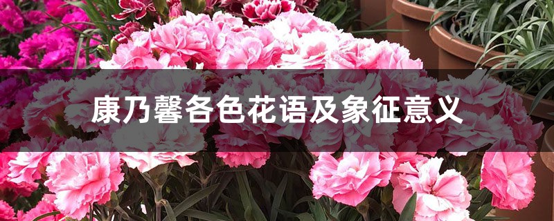 康乃馨各色花语及象征意义 康乃馨各色花语及象征意义