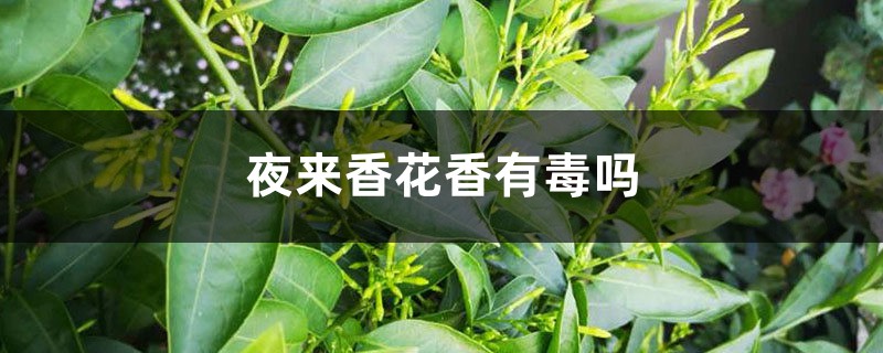夜来香花香有毒吗 夜来香花香有毒吗