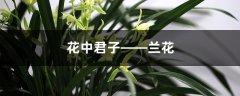 花中君子——兰花