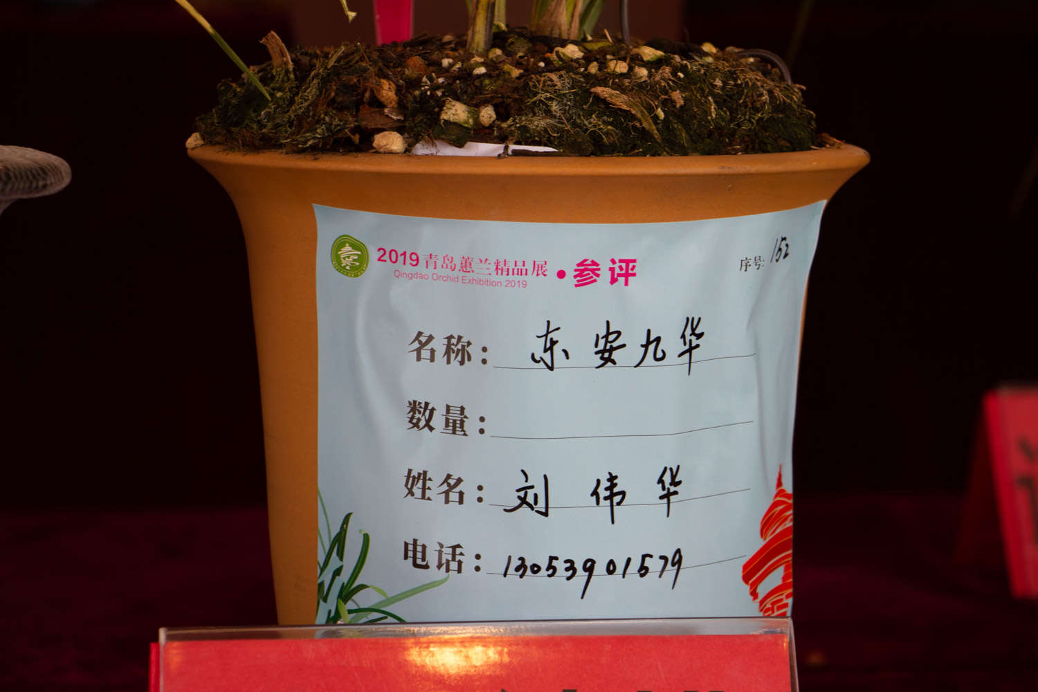 兰花 兰花