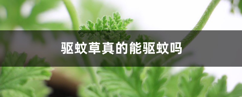 驱蚊草真的能驱蚊吗 驱蚊草真的能驱蚊吗