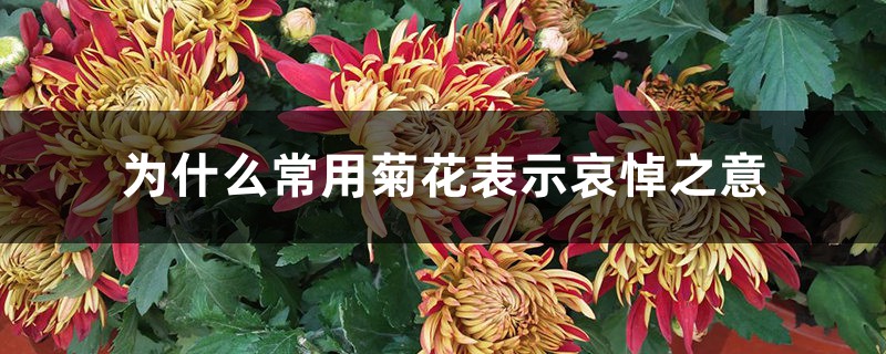 为什么常用菊花表示哀悼之意 为什么常用菊花表示哀悼之意