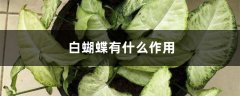 白蝴蝶有什么作用