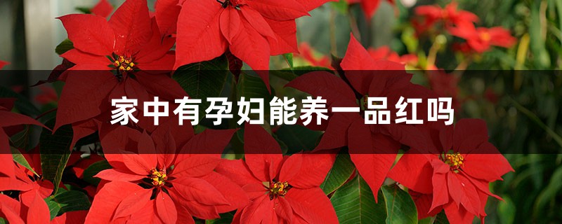 家中有孕妇能养一品红吗 家中有孕妇能养一品红吗