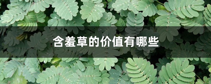 含羞草的价值有哪些 含羞草的价值有哪些
