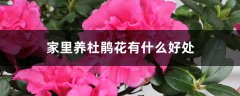 家里养杜鹃花有什么好处