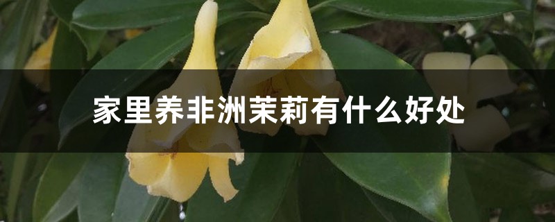家里养非洲茉莉有什么好处 家里养非洲茉莉有什么好处