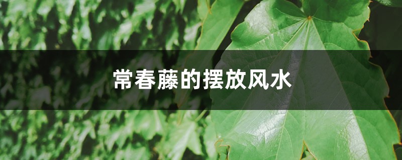 常春藤的摆放风水 常春藤的摆放风水