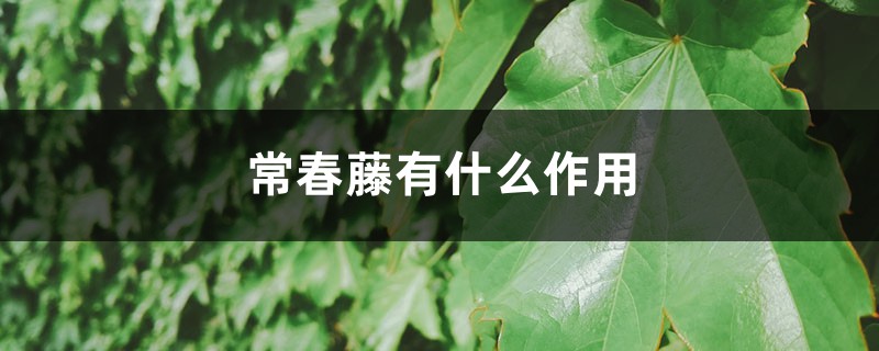 常春藤有什么作用 常春藤有什么作用
