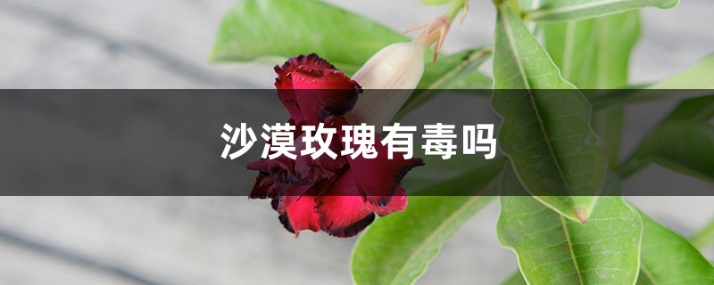 沙漠玫瑰有毒吗 沙漠玫瑰有毒吗