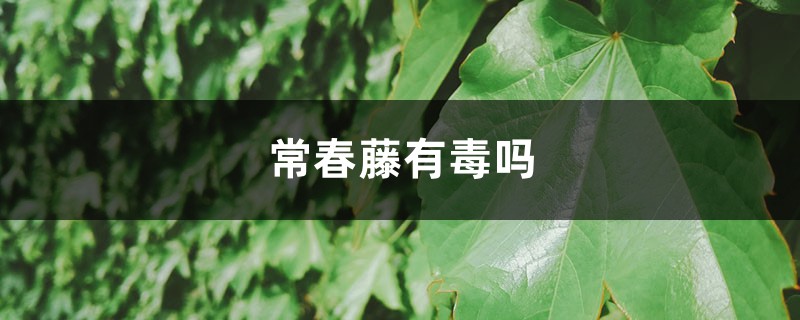 常春藤有毒吗 常春藤有毒吗