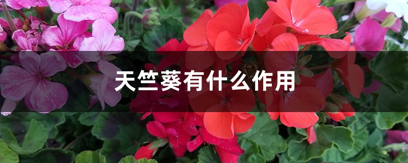 天竺葵有什么作用 天竺葵有什么作用