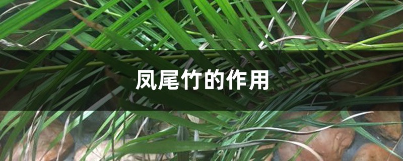 凤尾竹的作用