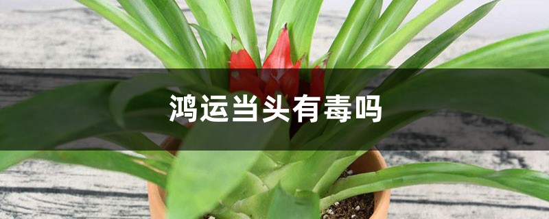 鸿运当头有毒吗 鸿运当头有毒吗