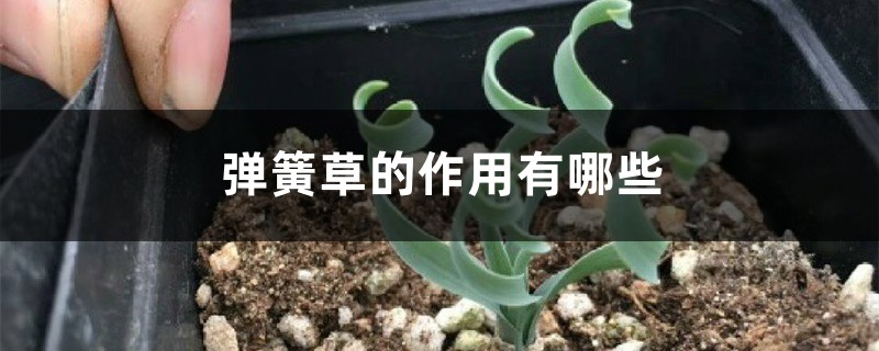 弹簧草的作用有哪些 弹簧草的作用有哪些