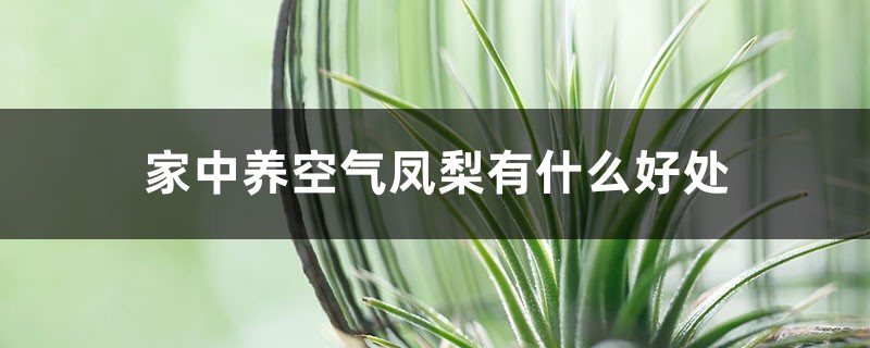 家中养空气凤梨有什么好处 家中养空气凤梨有什么好处