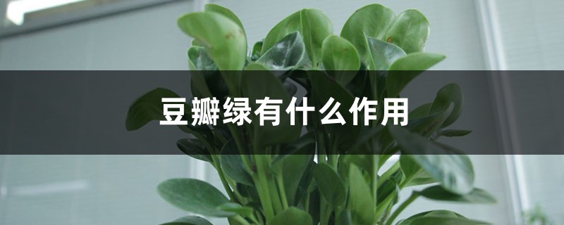 豆瓣绿有什么作用 豆瓣绿有什么作用