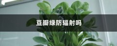 豆瓣绿防辐射吗