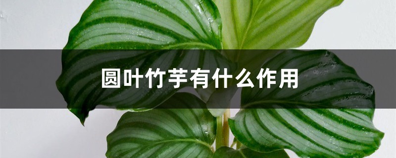 圆叶竹芋有什么作用 圆叶竹芋有什么作用