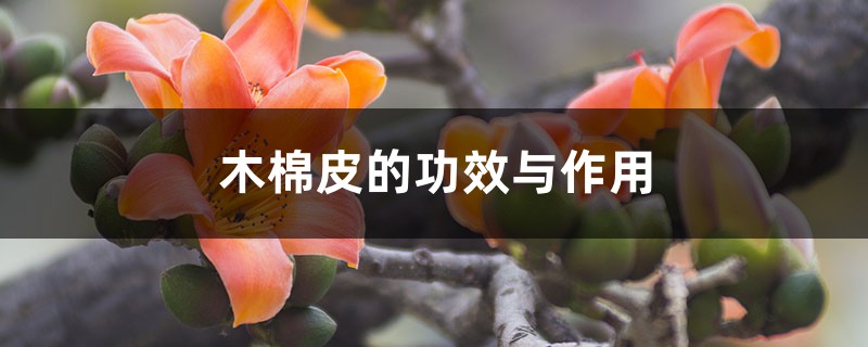 木棉皮的功效与作用 木棉皮的功效与作用