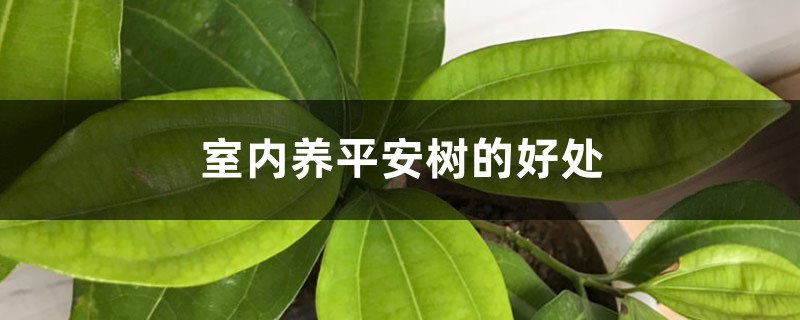 室内养平安树的好处 室内养平安树的好处
