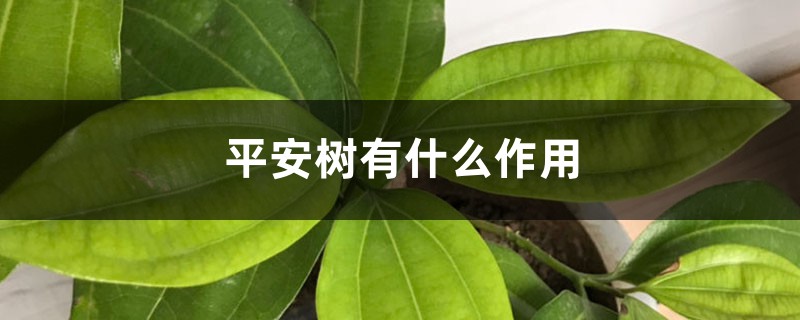平安树有什么作用 平安树有什么作用