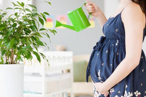 家有孕妇,这些植物不能养 家有孕妇,这些植物不能养